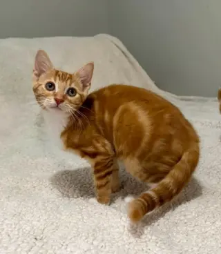 Tangerine and Squeaks (Brothers)