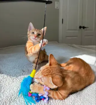 Tangerine and Squeaks (Brothers)