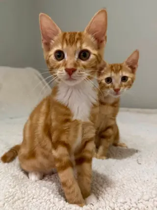 Tangerine and Squeaks (Brothers)