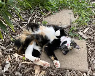 Eleanor: At the shelter