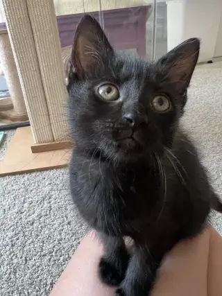 Raven