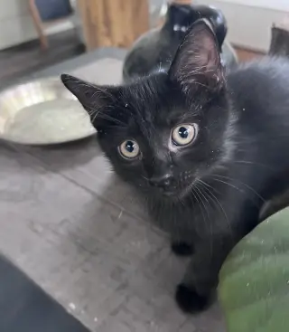 Raven