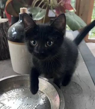 Raven