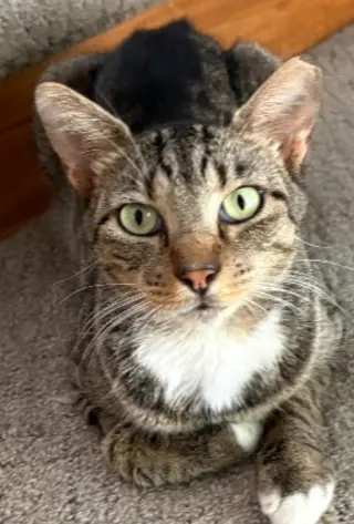 Sir Winston