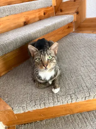 Sir Winston