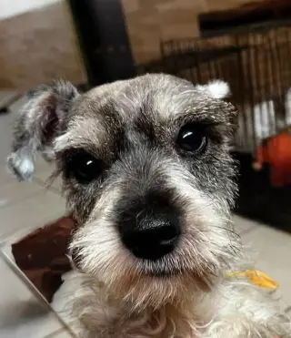 Freddy