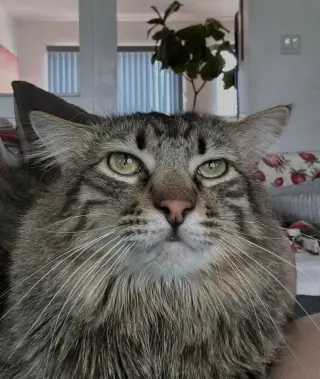 Mufasa