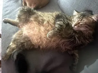 Mufasa