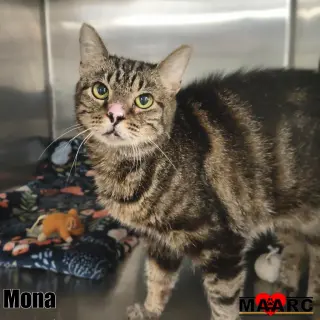 Mona