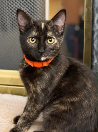 Nora