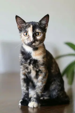 Bambi