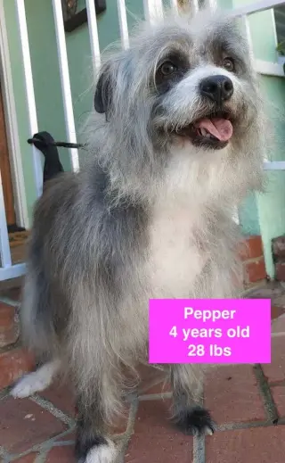 Pepper