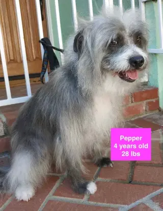 Pepper