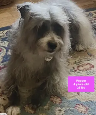 Pepper