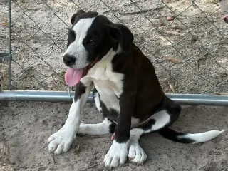 Petey