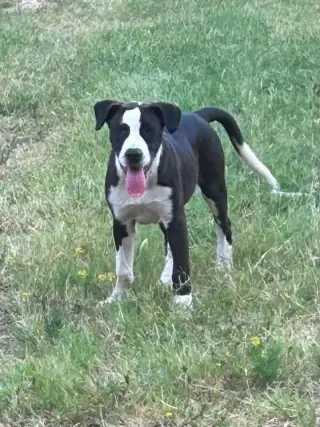 Petey