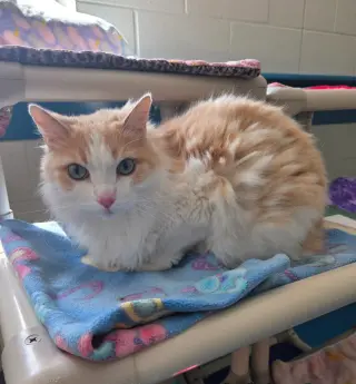 Pete