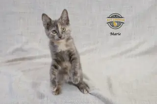 Marie 2