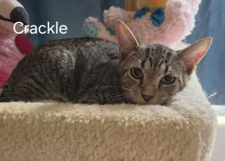 Crackle
