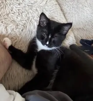 KITTEN MASTER GOOSE