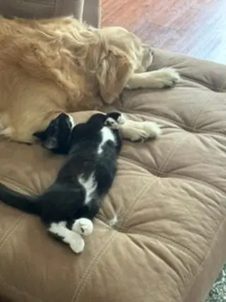 KITTEN MASTER GOOSE