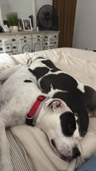 Sam & Izzy