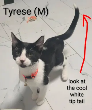 Tyrese