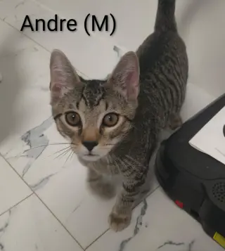 Andre'