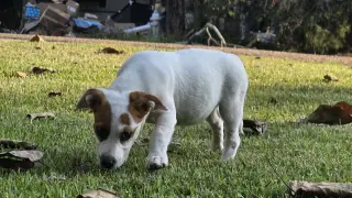Nova - chunky cutie!