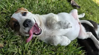 Nova - chunky cutie!