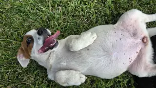 Nova - chunky cutie!