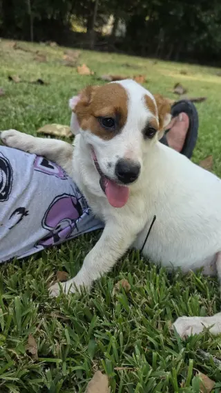 Nova - chunky cutie!