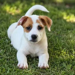 Nova - chunky cutie!