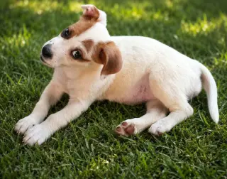Nova - chunky cutie!