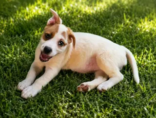 Nova - chunky cutie!