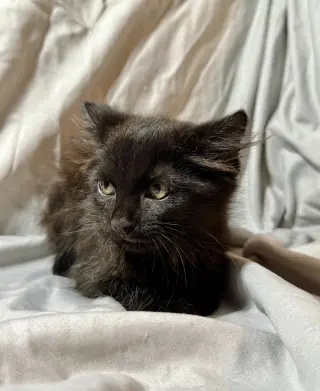 Sirius