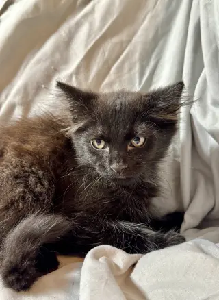 Sirius