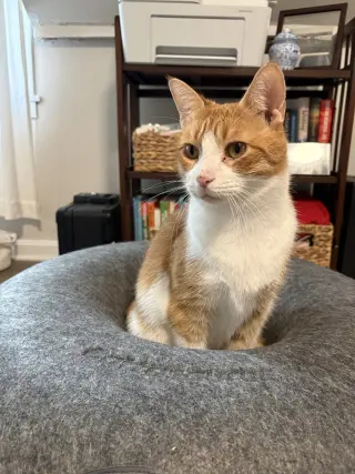 Marmalade