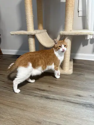Marmalade