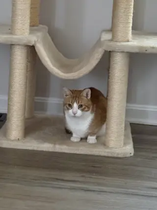 Marmalade