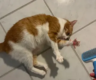Marmalade