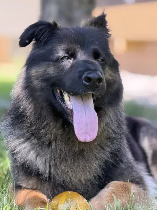 Sammy