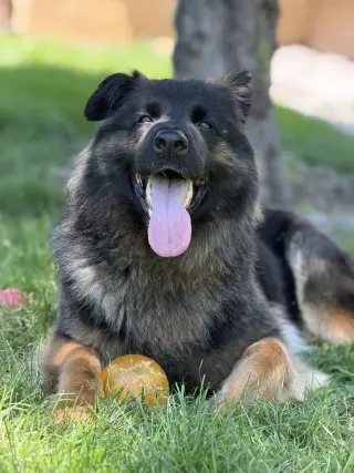 Sammy