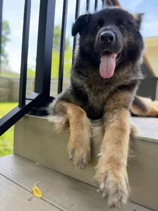 Sammy