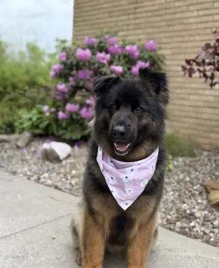 Sammy