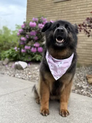 Sammy