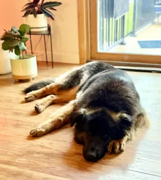 Sammy