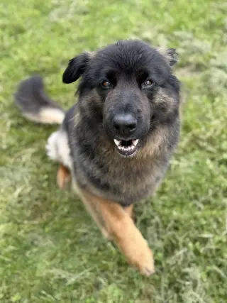 Sammy