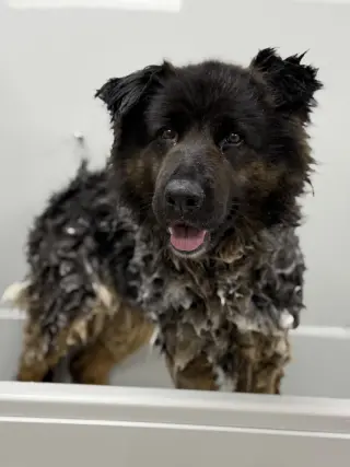 Sammy