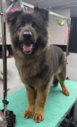 Sammy